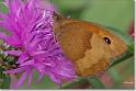 Bruin zandoogje_20080712_04